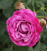 purple-eden-bagatelle-836