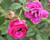 purple-eden-bagatelle-837