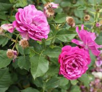 purple-eden-bagatelle-838