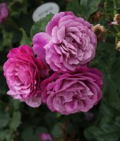 purple-eden-bagatelle-839