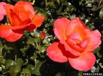 all-that-jazz-dow-garden-bugwoodorg.jpg