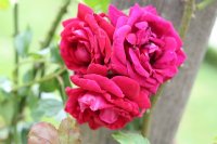 red-parfum-bagatelle-089