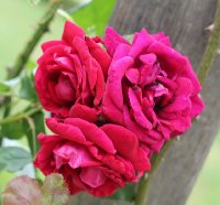 red-parfum-bagatelle-090