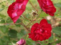 rose-de-cahors-bagatelle-670