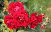 rose-de-fleurie-bagatelle-574