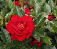 rose-de-fleurie-bagatelle-576