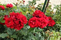 rose-de-fleurie-bagatelle-577