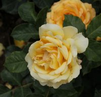 rose-de-mont-de-marsan-bagatelle-597