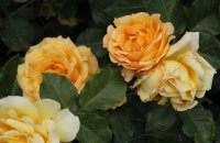 rose-de-mont-de-marsan-bagatelle-598