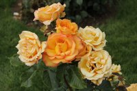 rose-de-mont-de-marsan-bagatelle-599