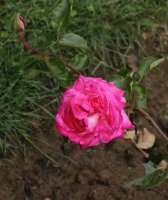 rose-gaujard-bagatelle-100