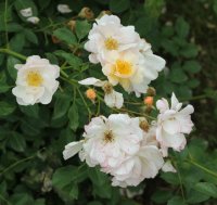 rose-of-hope-bagatelle-334