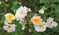 rose-of-hope-bagatelle-335