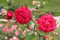 ruby-wedding-bagatelle-385