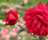 ruby-wedding-bagatelle-386