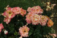 saga-bagatelle-796