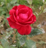san-antonio-bagatelle-496
