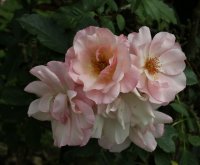 santa-catalina-bagatelle-569