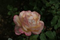 sophie-desmarets-bagatelle-681