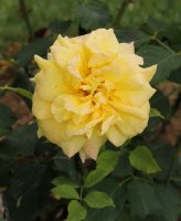 sterntaler-bagatelle-405