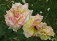 sterntaler-bagatelle-406