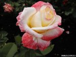 american-heritage-the-dow-gardens-gubwoodorg.jpg
