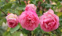 sylvie-vartan-bagatelle-293