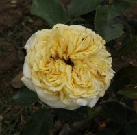 tete-dor-bagatelle-450