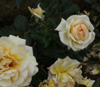theleton-bagatelle-427
