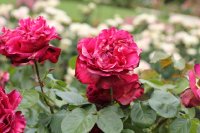traviata-bagatelle-326