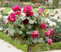 traviata-bagatelle-327