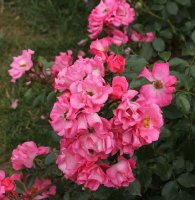 unicef-rose-bagatelle-228