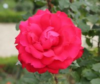 victor-hugo-bagatelle-239