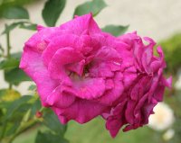 violette-parfumee-bagatelle-403