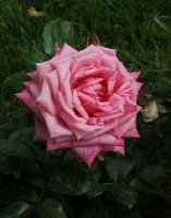 wedding-bells-bagatelle-640