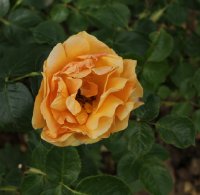 welwyn-garden-glory-bagatelle-702