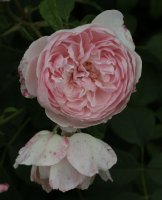 wisley-bagatelle-373
