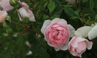 wisley-bagatelle-374