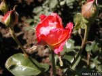 broadway-the-dow-gardens-bugwoodorg.jpg
