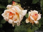 apricot-nectar-the-dow-gardens-bugwoodorg.jpg