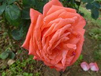 interflora-meil