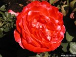 artistry-the-dow-gardens-bugwoodorg.jpg