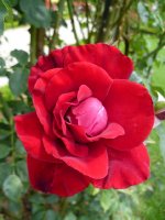 red-parfum