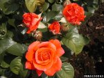 bahia-the-dow-gardens-bugwoodorg.jpg