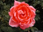 camelot-the-dow-gardens-bugwoodorg.jpg