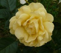 anisade-bagatelle-833