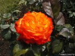 charisma-the-dow-gardens-bugwoodorg.jpg