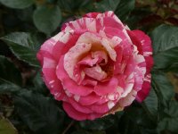 broceliande-bagatelle-962