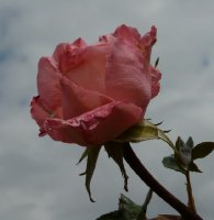 diane-de-poitiers-bagatelle-910