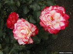 cherry-parfait-the-dow-gardens-bugwoodorg.jpg
